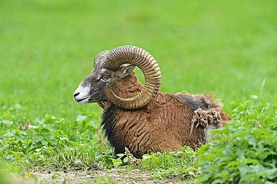 Steam新一周销量榜 《霍格沃茨之遗》二连冠